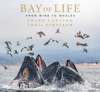 Produktbild von Bay of Life