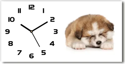 Produktbild von Wanduhr aus Glas – 60x30 cm - Glasbild - Glasuhr - Gehärtetes Glas - schwarze-zeiger - Akita Welpen