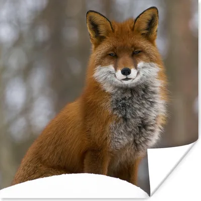 Produktbild von MuchoWow® Poster Fuchs - Wald - Rot 75x75 cm - Wand Dekoration