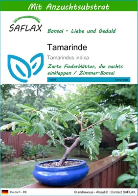 Produktbild von SAFLAX - Bonsai - Tamarinde - 4 Samen - Mit keimfreiem Anzuchtsubstrat - Tamarindus indica