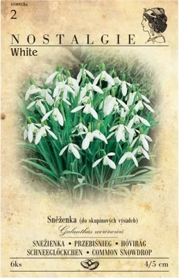 Zdjęcie produktu dla Przebiśnieg 6szt