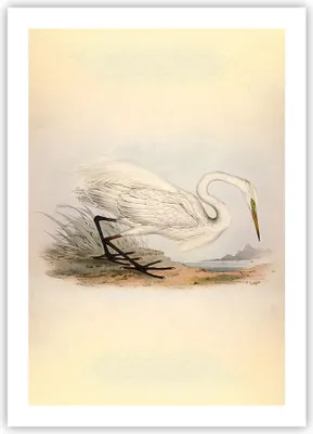 Produktbild von Poster - Poster ohne Rahmen - Vogel Weiß Reiher - 50x70 cm - Wand Bild - Wanddeko - Wandbilder - Kunstposter - Wandposter - Bilder - Kunstdruck - Wanddekoration - Wandbild - P2XPA50x70-4979