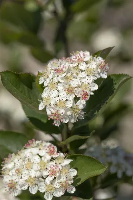 Produktbild von Aronia arbutifolia 'Brilliant', Rote Apfelbeere, 60–80 cm