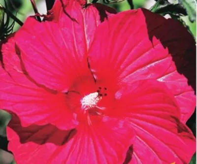 XXL Hibiscus Carousel Geant Red - Riesenhibiskus Winterhart