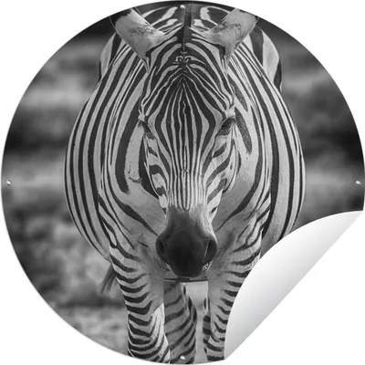Produktbild von MuchoWow® Gartenposter Outdoor-Poster Rund Zebra im Gras Ø 60 cm Gartendeko Rundes Poster draußen