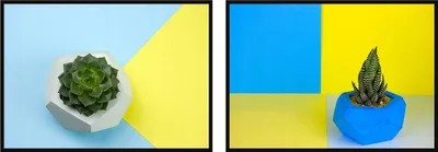 Obrázek produktu pro BILDPOSTER V RÁMU 53x73cm diptych sada 2 obrazů Ukrajina sukulent P817