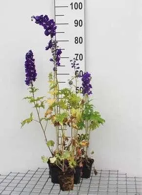 Immagine prodotto di 6 x Delphinium (p) 'King Arthur' - Delphinium - Vaso 9 x 9 cm