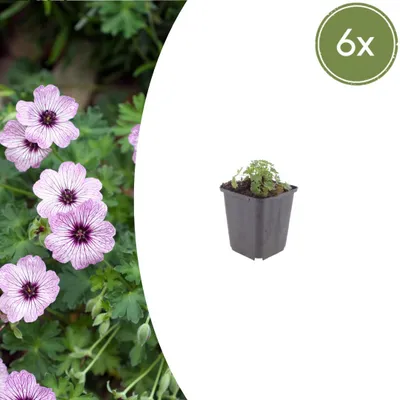 Zdjęcie produktu dla Geranium cinereum "Ballerina" - Szary bodziszek - 9cm doniczka - 10-25cm - Zestaw 6 roślin