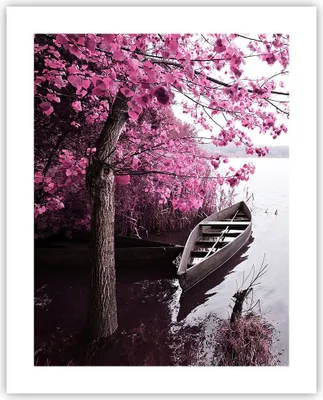 Produktbild von Poster - Poster ohne Rahmen - See Rosa Bäume - 40x50 cm - Wand Bild - Wanddeko - Wandbilder - Kunstposter - Wandposter - Bilder - Kunstdruck - Wanddekoration - Wandbild - P2XPA40x50-4147