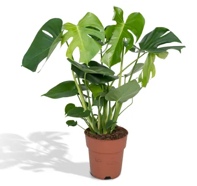 Produktbild von Meergroothandel Monstera Deliciosa (Lochpflanze) - 60 cm, Ø19 cm
