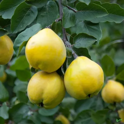 Produktbild von sehr beliebte Apfelquitte Quitte 120-150 cm Niedrigstamm ertragreich winterhart