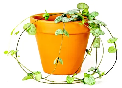 Produktbild von Gardners Ceropegia woodii, Durchmesser 8,5 cm
