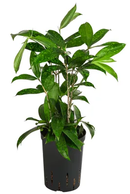 Produktbild von Dehner Drachenbaum, Dracaena surculosa, in Hydrokultur, mit Wasserstandsanzeiger, ca. 55 cm inkl. Pflanztopf, Ø 15 cm, Zimmerpflanze