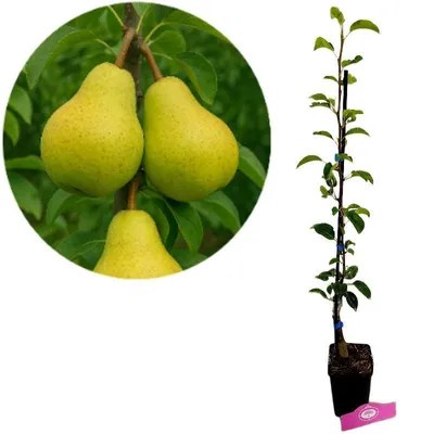 A pear tree sapling in a pot next to a close-up of pears on a branch.