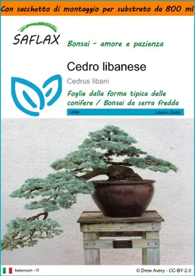 Immagine prodotto di SAFLAX Garden in the bag - Cedro libanese - 20 semi - Cedrus
