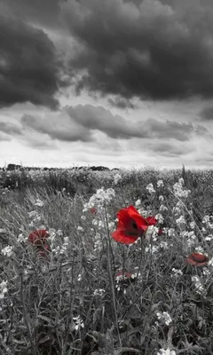 Produktbild von Fototapete - Poppies Black 150x250cm - Vliestapete