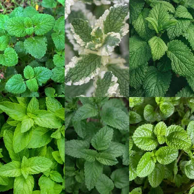 Produktbild von Green boutiQ - Stauden - Beetpakket - Teekräuter - Verschiedene - Sorten und Farben - 6 Pflanzen - Topf 11cm - Höhe 15-25cm
