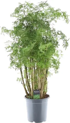 Produktbild von Hawaiianische Aralia - Kamerplant - 80-100 cm hoch - Topfpflanze Ø19cm