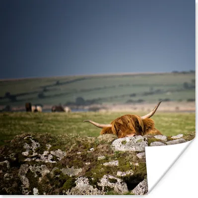 Produktbild von MuchoWow® Poster Schottische Highlander - Steine - Gras 50x50 cm - Wohnzimmerdekoration