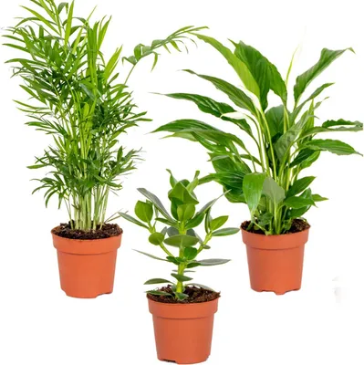 Zdjęcie produktu dla Bloomique - Mix 3 - Rośliny do sypialni - Spathiphyllum, Clusia, Chamaedorea - Rośliny doniczkowe - 30-40 cm wysokości - Doniczka 12 cm