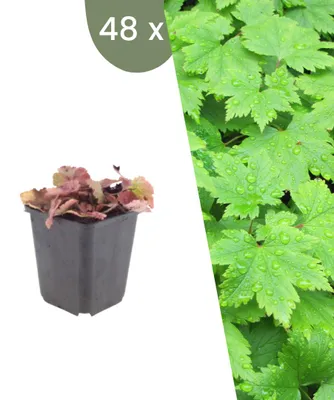 Produktbild von Plants by Frank | 48 Schaumblüten Pflanzen | Tiarella Cordifolia | Bodendecker | Winterhart | Mehrjährig | Gartenpflanzen
