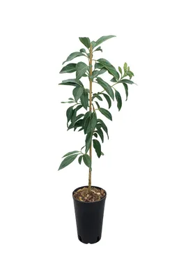 Produktbild von Avocadopflanze Ettinger 130–160 cm | Echter Avocadobaum im Topf | Zimmerpflanze & Kübelpflanze, dekorative Grünpflanze
