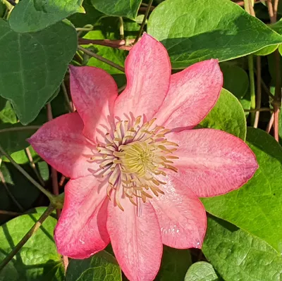Obrázek produktu pro Clematis Little Mermaid 1L