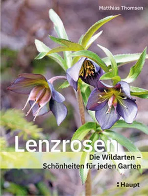Obrázek produktu pro Thomsen, M: Lenzrosen