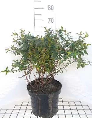 Obrázok produktu pre Hypericum hybr. 'Hidcote' - Ľubovník bodkovaný 50- 60 cm Kontajner
