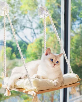 Produktbild von Fenstersitzstange für Katzen – Hängemattenbett für Katzen im Innenbereich – Sitz aus Massivholz, 4 starke Saugnäpfe, weiches Kissen