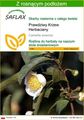 Zdjęcie produktu dla SAFLAX - Prawdziwy Krzew Herbaciany - 6 Nasiona - Z podłożem uprawowym wolnym od zarazków - Camellia sinensis