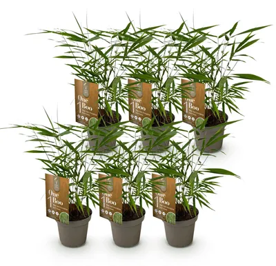 Image de Green boutiQ - Bamboe - Fargesia Asian Wonder - Bladhoudend - Niet Woekerend - Groen - 6 Planten - Pot 14cm - Hoogte 35cm