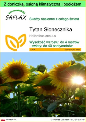 Zdjęcie produktu dla SAFLAX - Garden to go - Tytan Słonecznika - 20 Nasiona - Z doniczką, pokrywą klimatyczną i podłożem do uprawy - Helianthus annuus