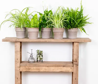 Produktbild von Bloomique - 5er-Mix - Luftreinigende Pflanzenmischung - Dracaena, Dypsis, Chamaedorea, Chlorophytum, Asplenium - 20-40 cm Hoch - Topf 12 cm