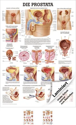 Produktbild von Die Prostata Lehrtafel Anatomie 100x70 cm medizinische Lehrmittel