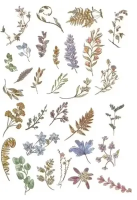 Produktbild von Vintage Blätter und Zweige Aufkleber – Blätter – 60 Aufkleber – Blattpflanzenaufkleber – Bullet Journal – Aufkleber für Erwachsene – Scrapbooking – Agenda-Dekorationsaufkleber Washi Tape – CHPN