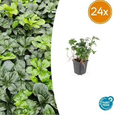Image de Pachysandra term. 'Green Sheen' | 24 pièces - 10-25cm - Ø9cm - Plante de jardin