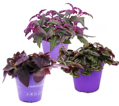 Immagine prodotto di Trojice pokojových rostlin "Purple" - sada 3 ruzných rostlin s fialovými listy (Tradescantia "Purple Passion"). Rostliny s fialovými listy (Tradescantia "Purple Passion", Gynura, Tradescantia pallida)