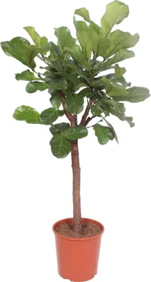 Produktbild von Trendyplants - Ficus Lyrata Baum - Tabakpflanze - Zimmerpflanze - Höhe 160-180 cm - Topfgröße Ø30cm