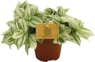 Produktbild von Dreimasterblume - Tradescantia Brightness - Zimmerpflanze - Ø12cm - Ø20cm