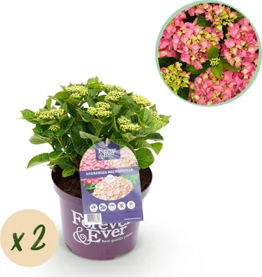Produktbild von Green boutiQ - Balkonpflanze - Hortensie - Hydrangea Forever & Ever - Rosa - 7-12 Blumen - 2 Pflanzen - Topf 23cm Höhe 55cm