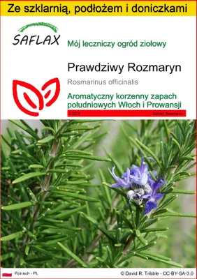 Zdjęcie produktu dla SAFLAX - Zestaw do uprawy - Prawdziwy Rozmaryn - 100 Nasiona - Z mini szklarnią, podłożem uprawowym i 2 doniczkami - Rosmarinus officinalis