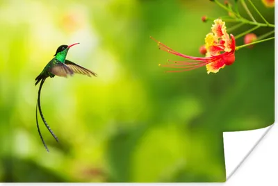 Produktbild von MuchoWow® Poster Vogel - Kolibri - Grün 180x120 cm - Fotoplakat