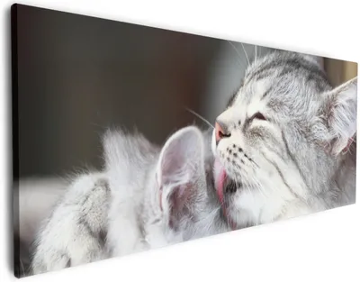 Produktbild von Wallario Premium Leinwandbild Süße kleine getigerte Katzenbabys in Größe 60 x 150 cm