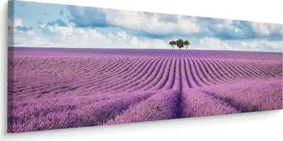 Obrázek produktu pro Obraz do jídelny Levandulové pole Panorama Příroda Květiny 145x45cm