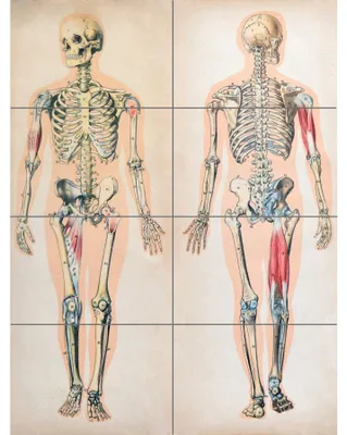 Anatomie-Poster XL, 8-teilig, 119,55 x 84,7 cm