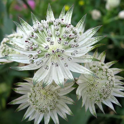 Immagine prodotto di 6 x Astrantia grande - Astrantia major | vaso 9cm x 9cm