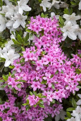 Produktbild von Rhododendron obtusum 'Rosa', Azalee, rosa Blüten, 20–25 cm