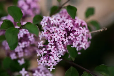 Produktbild von Syringa meyeri 'Josee', Zwergflieder, rosa, 40–50 cm