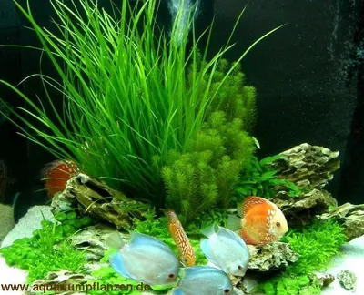Produktbild von Mühlan - 4 getopfte Aquarienpflanzen + 8 Bund Wasserpflanzen + Dünger - für Diskusaquarien, Diskus